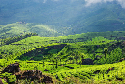 8-Day Kerala & Wayanad Tour 